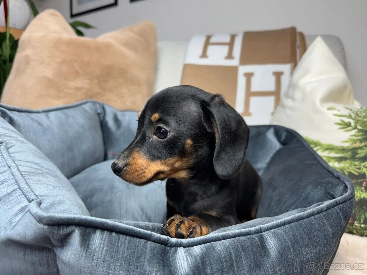 Jezevčík hladkosrstý trpasličí bez PP - 3