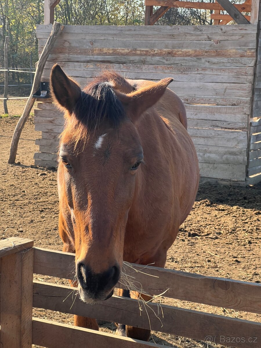 Kobylka na predaj - 3
