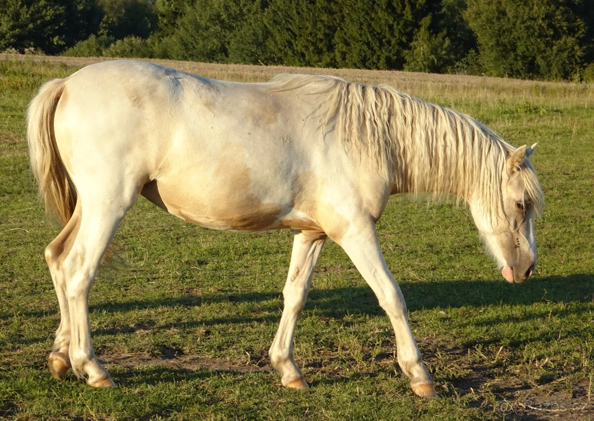 Prodám klisnu WPBr s PP, - 3