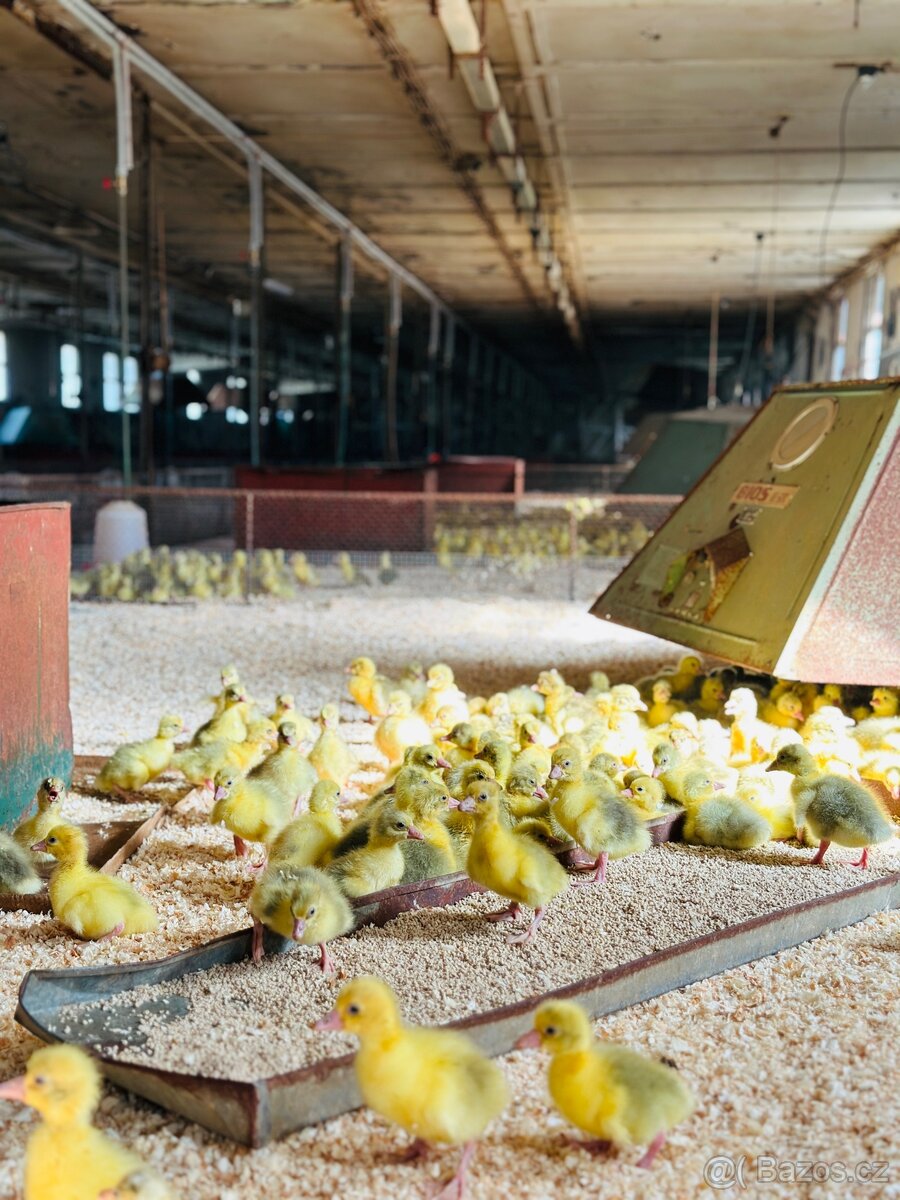 Novohradská housata - 3