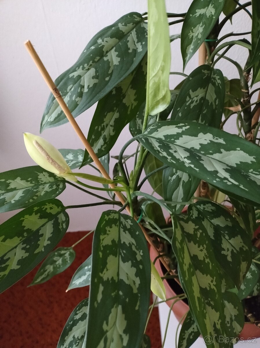 1) Aglaonema Maria - 3
