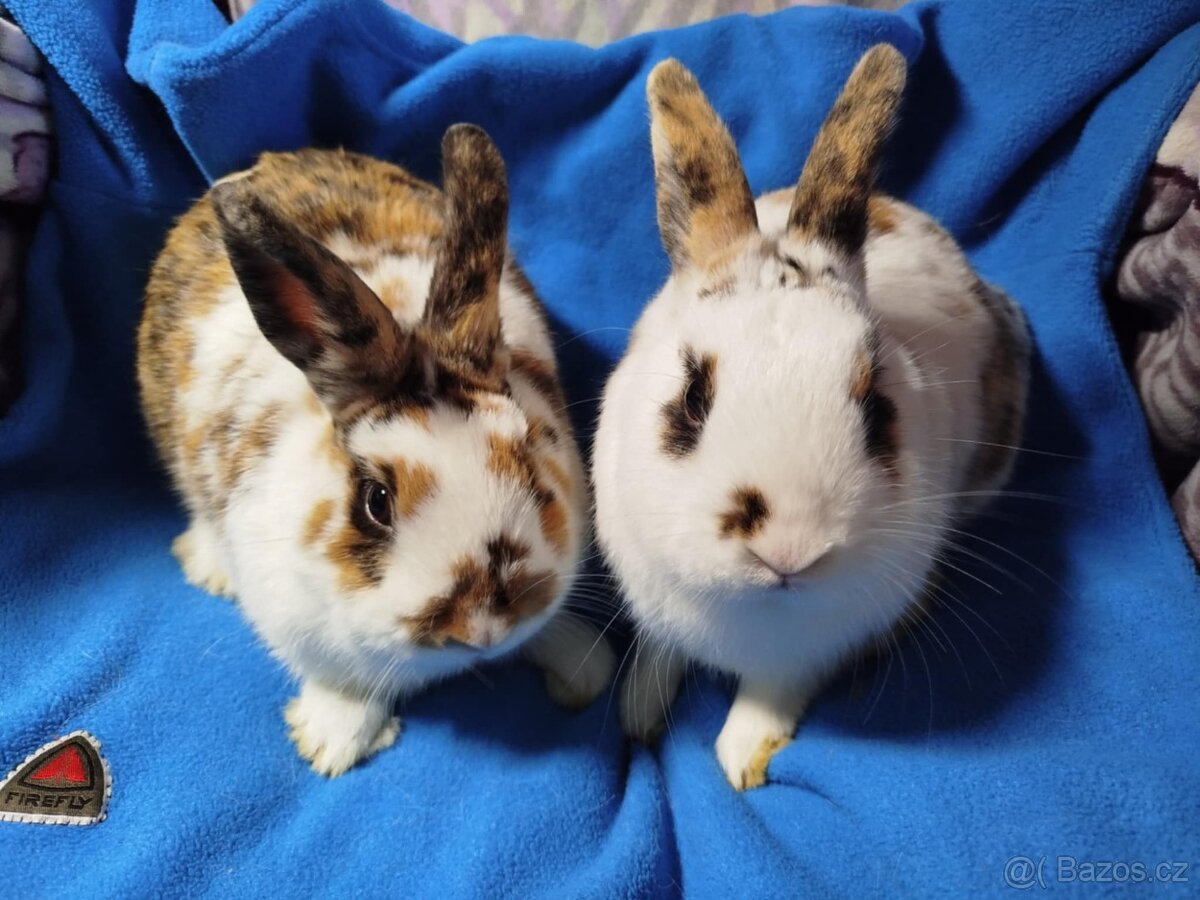 Nabízím zakrslé králíčky- hladké stáří 7 měsíců - 3