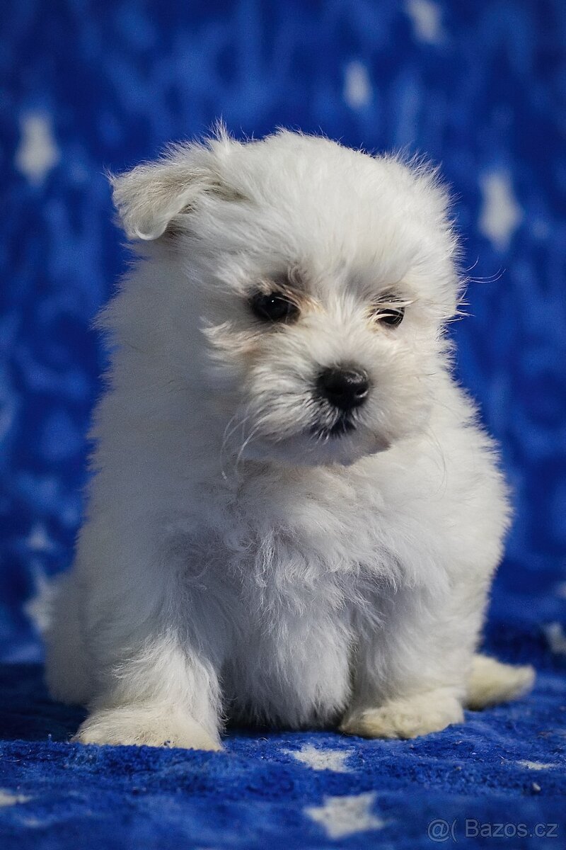 Maltézáček, Maltézský psík - 3