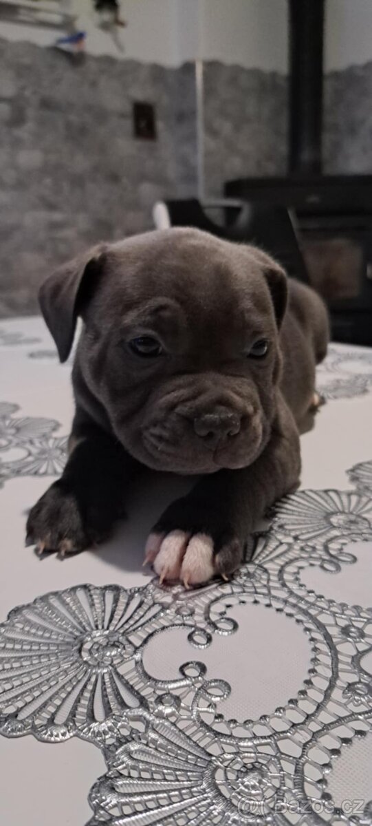 Stafordšírský bulteriér - 3