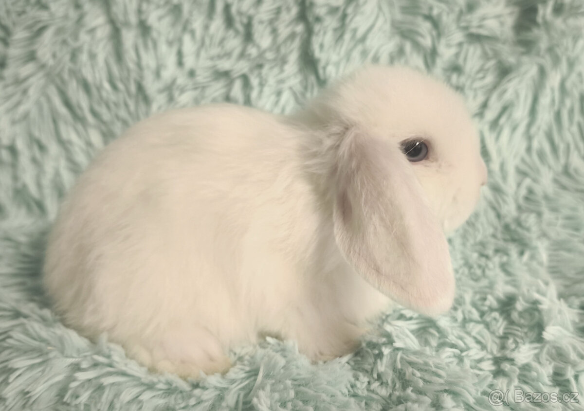 ⭐️ Zakrslý beránek SATÉNOVÝ ⭐️ 🍀 V4 🍀 - 3