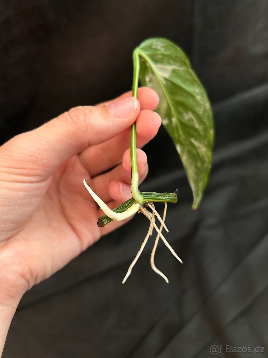 Epipremnum Pinatum Variegated - 3