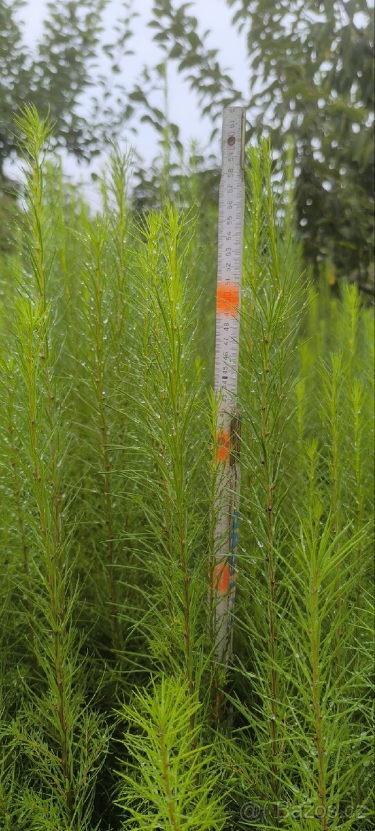 Sazenice lesních dřevin - 3