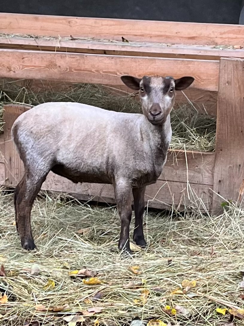 Shetlandské ovce - 3