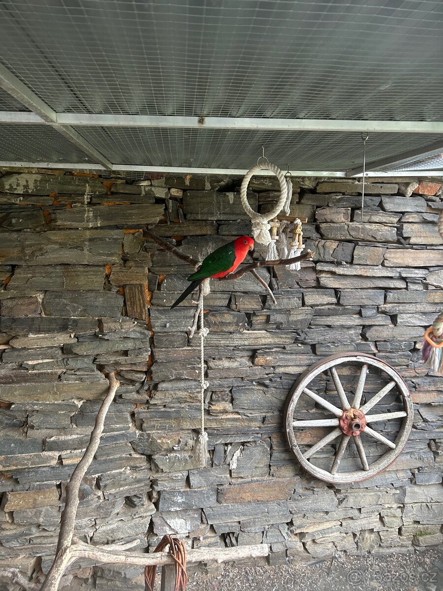 Papoušek královský (pár) - 3