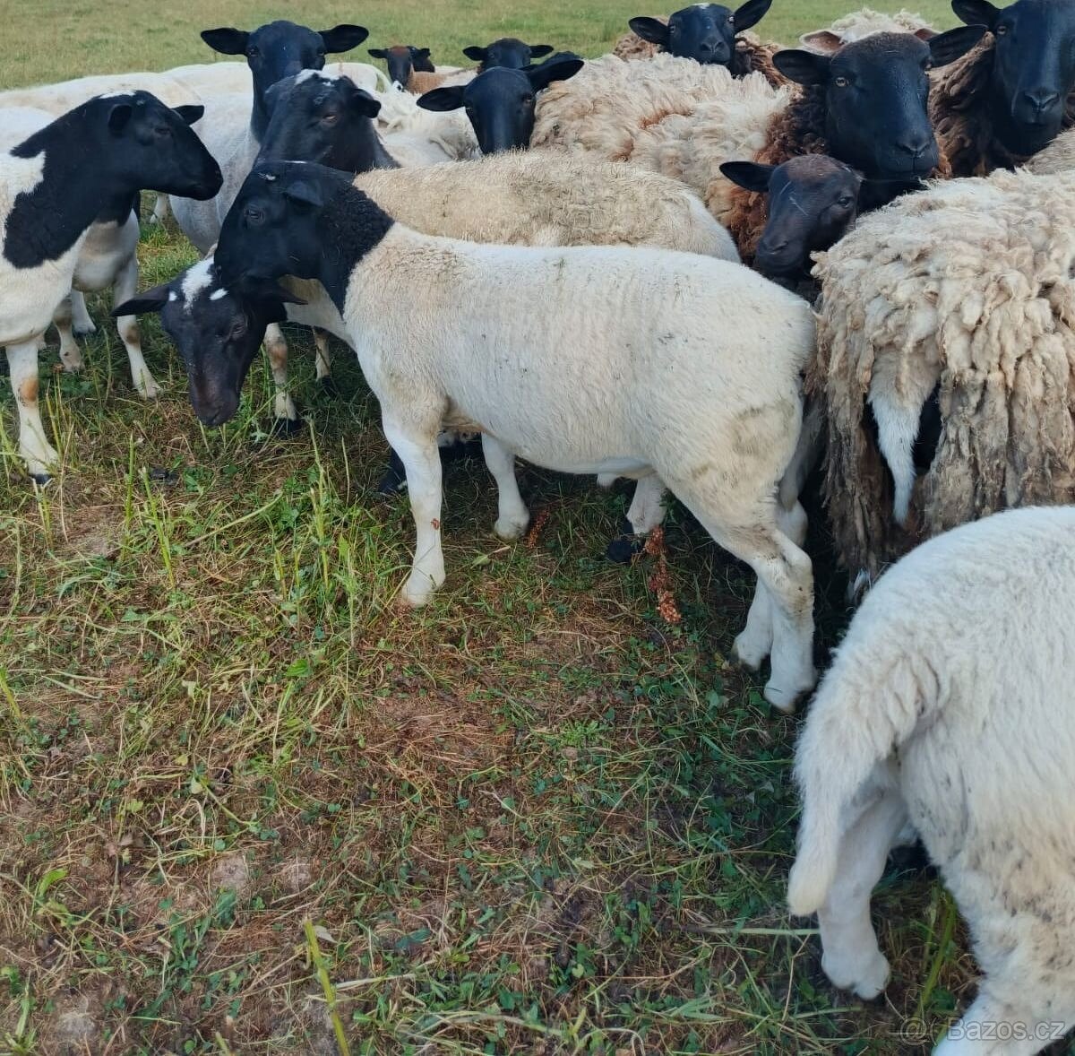 Letošní roční ovečky - 3