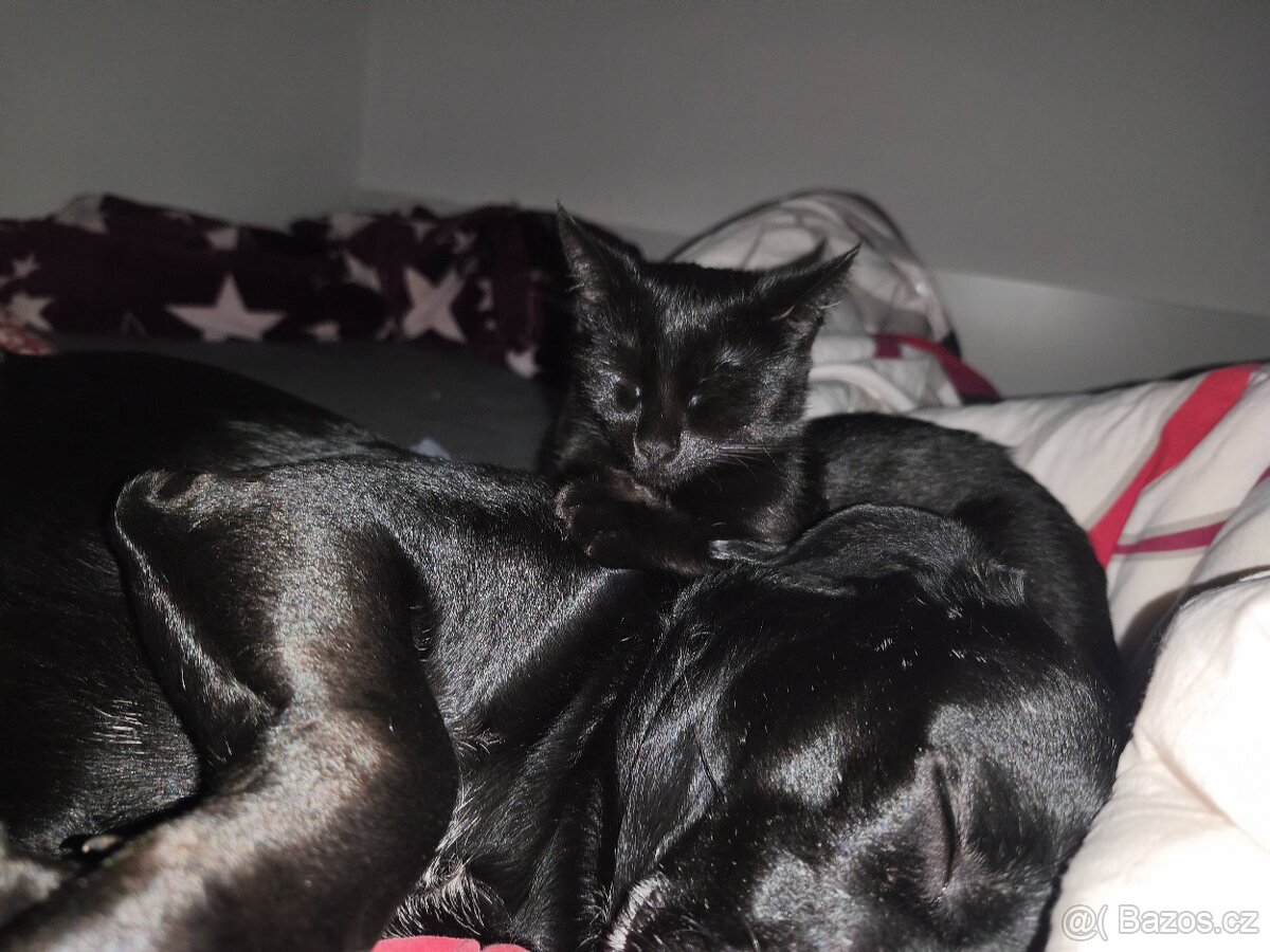 Daruji do dobrých rukou - 3