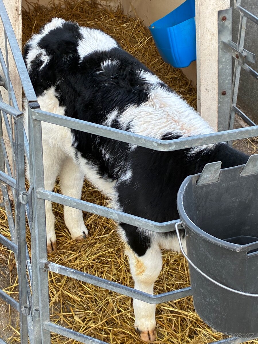 Koupím telata - 3