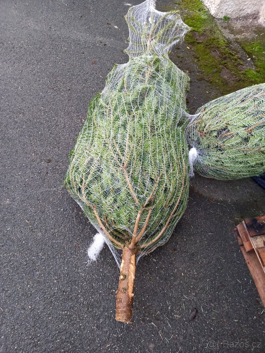 Vánoční stromky - 3