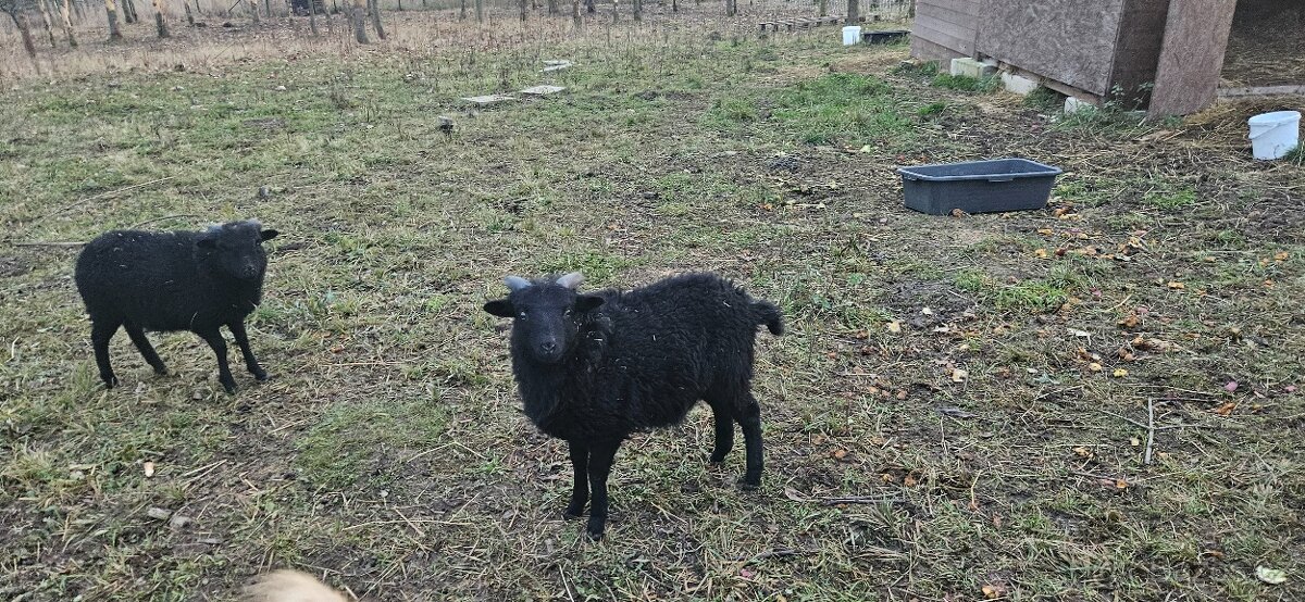 Beránci ze Strážek - 3