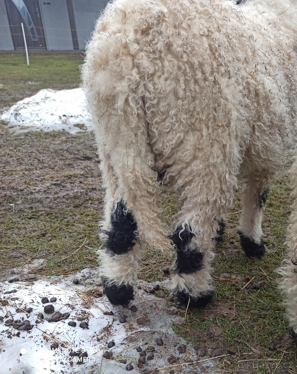 Walliserská černonosá ovce - beránek, walliser - 3