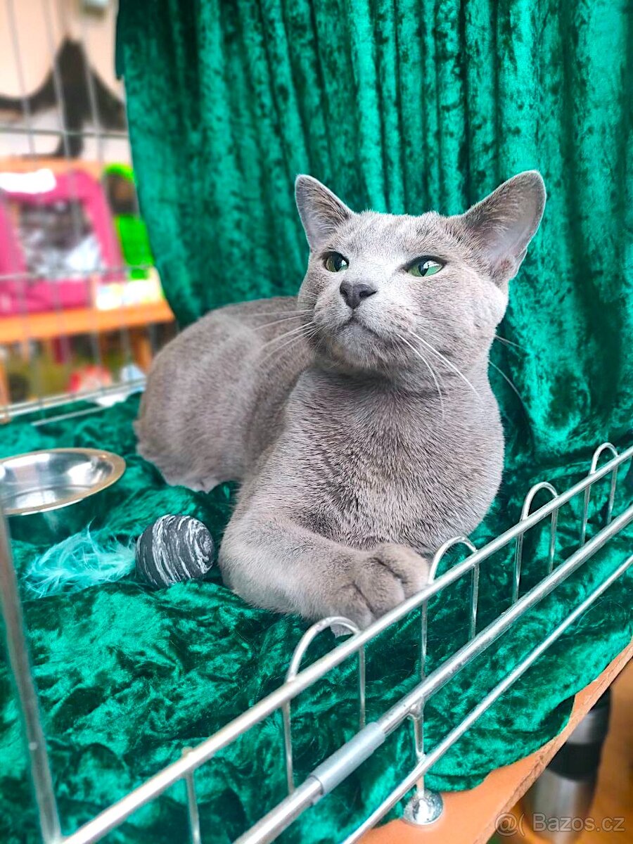 Ruská modrá kocour ke krytí - 3