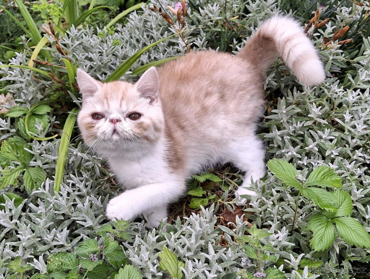 Exotická a perská koťata - 3