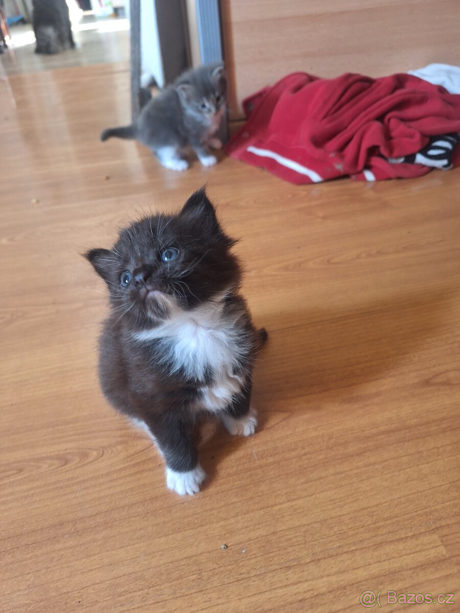 Mainska mývalí - 3