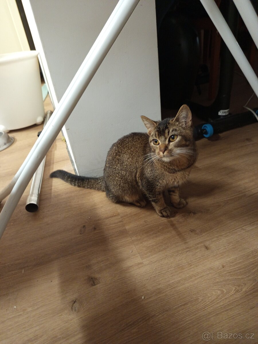 Daruji kočičku, kříženec Britské kočky. - 3
