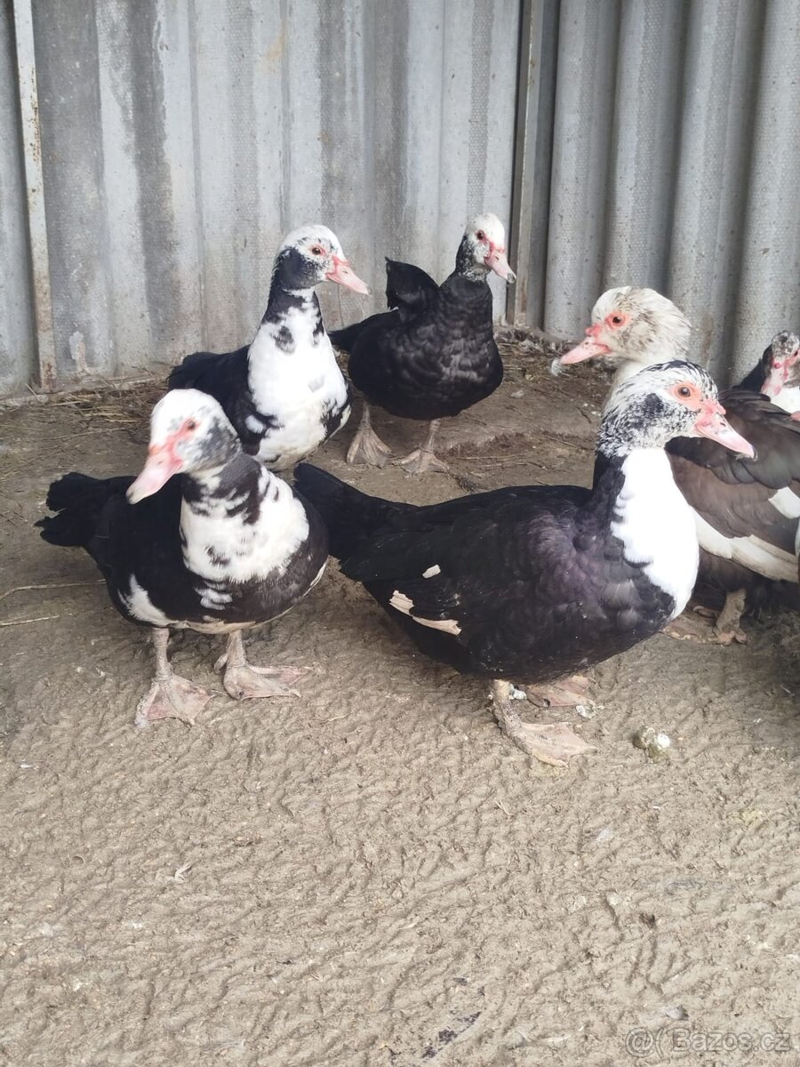 Živí pižmová kachna - 3