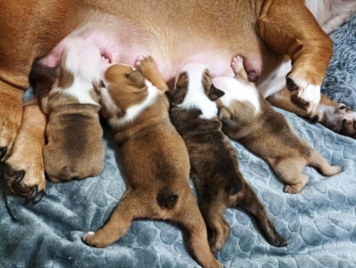 Anglický buldok s PP, štěňátka k rezervaci - 3