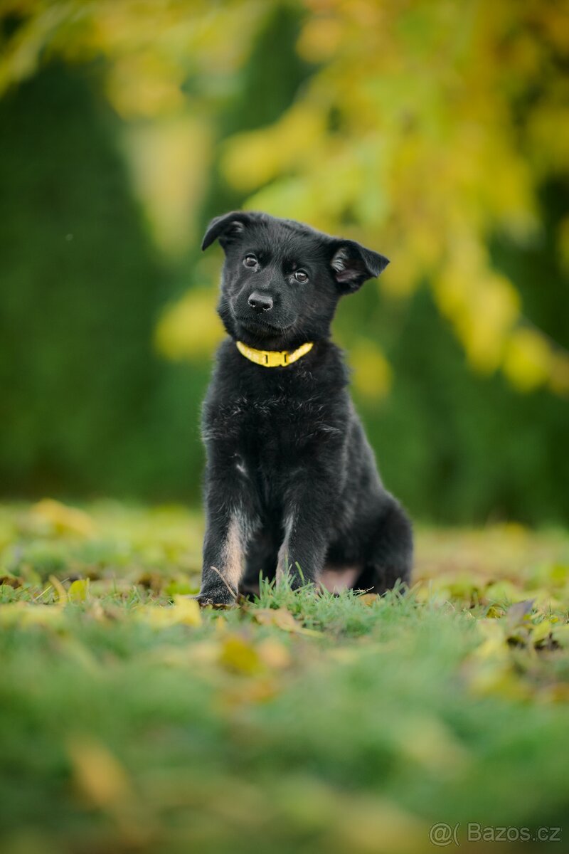 Německý ovčák - štěňata - 3