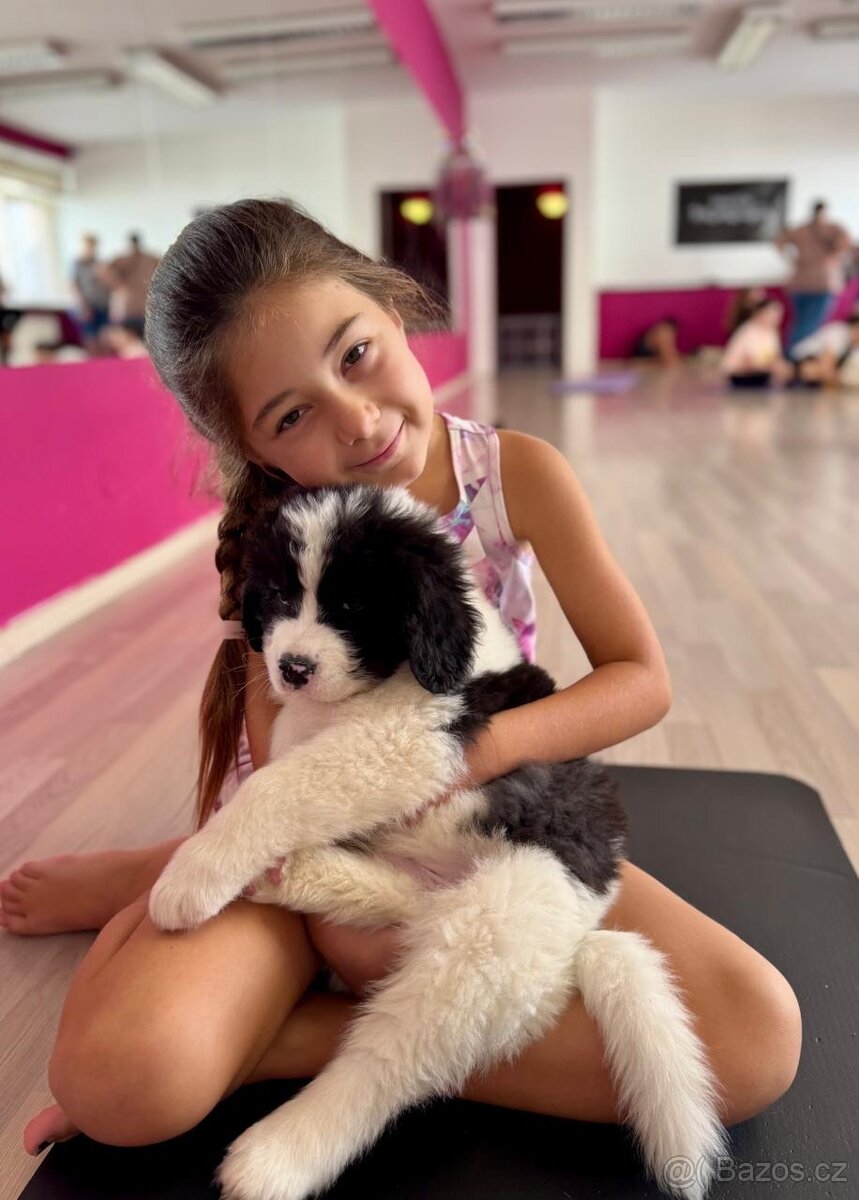 YogaPets - Jóga se štěňátky / štěňaty v Praze - 3