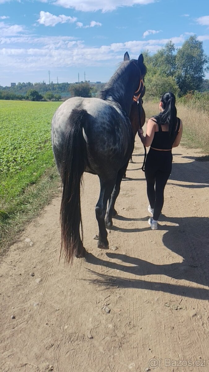 Shanim někoho ke koním - 3