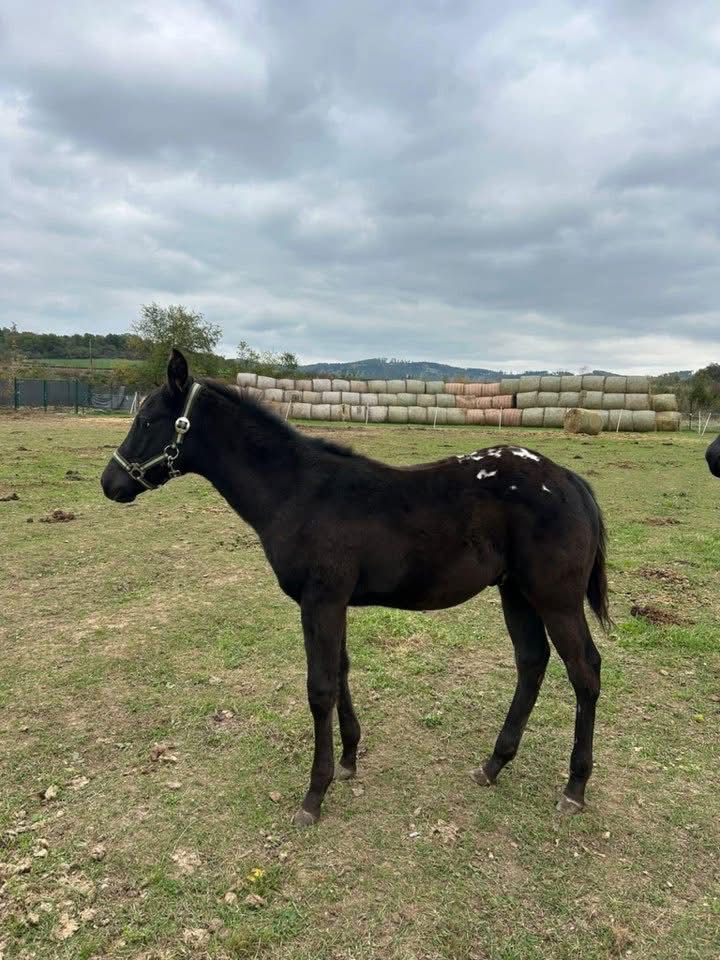 Hříbata Apaloosa - 3