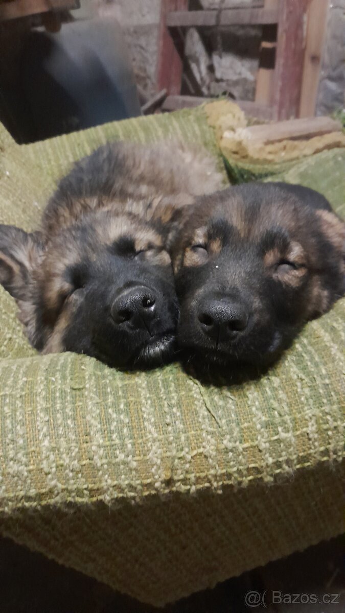 Štěňátka - 3