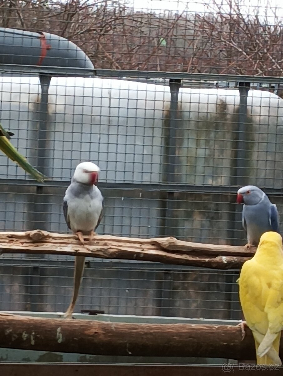 Alexandr malý HO - 3