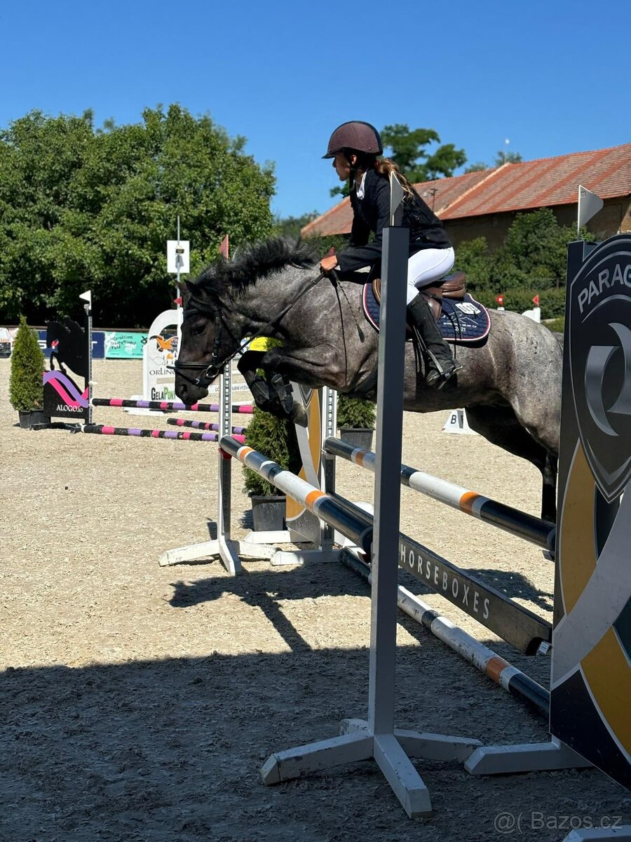 Sportovní pony klisna - 3