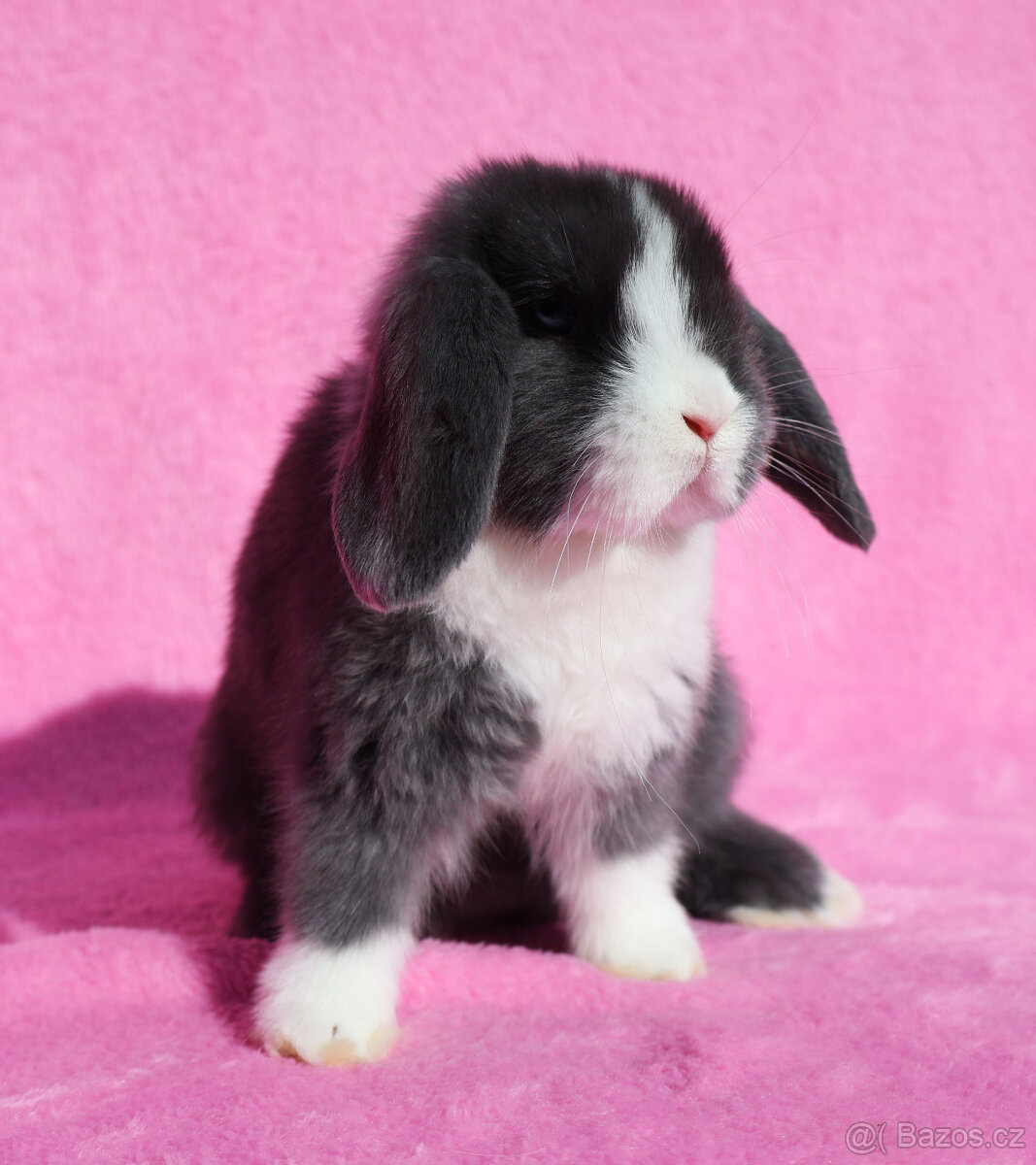 Zakrslý modrooký NHD beránek maličká samička s VP. - 3