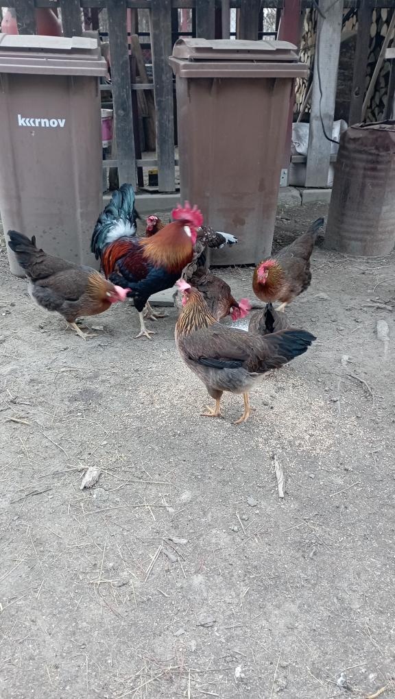 Násadová vejce slepic - 3