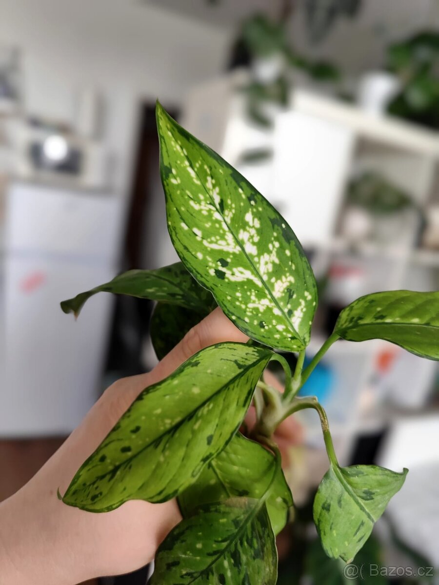 Dieffenbachia bausei - 3