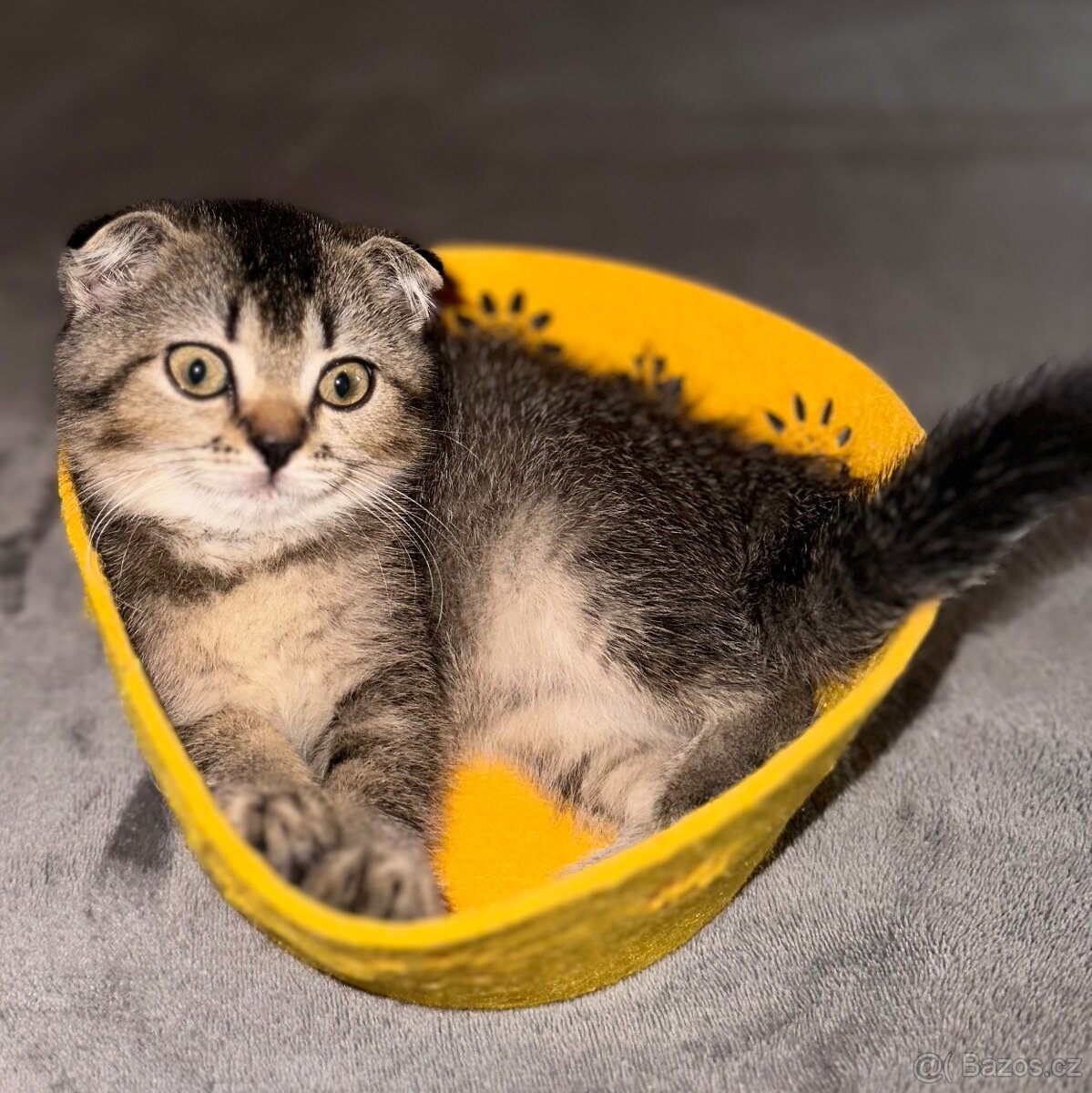 Skotská klapoucha kočička Fold - 3