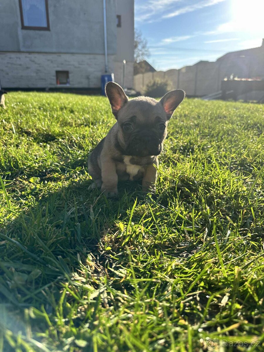 Francouzský buldoček - 3