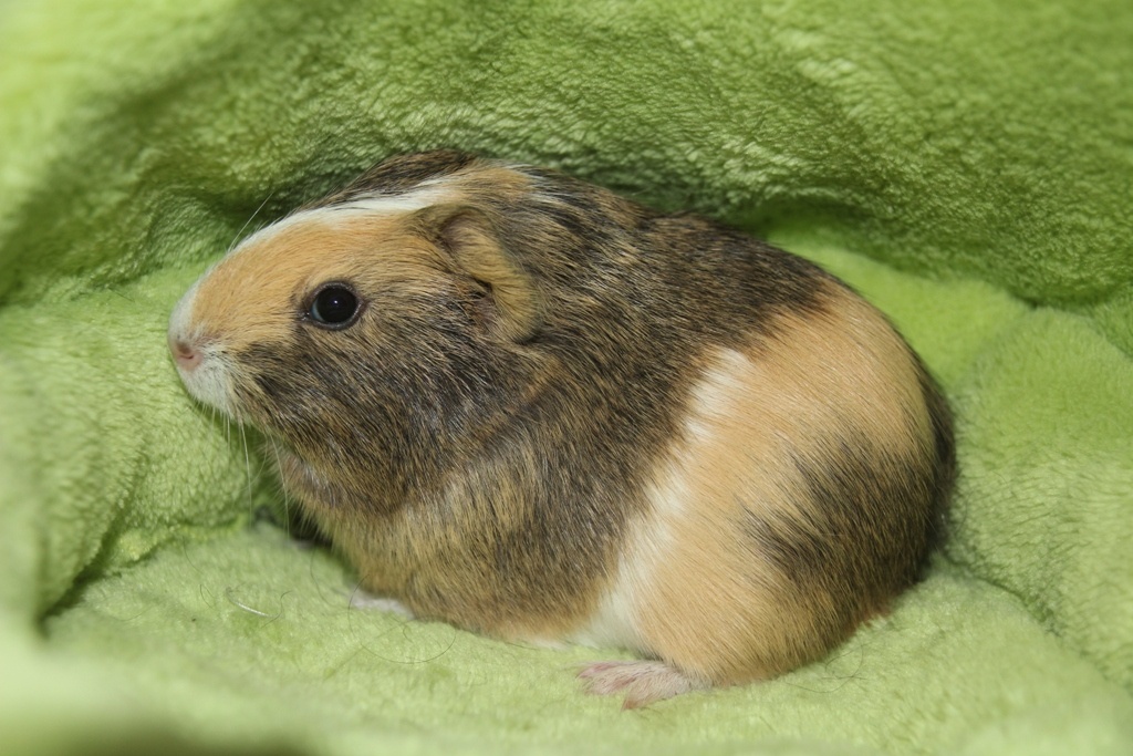 Morčecí chlapečci - 3