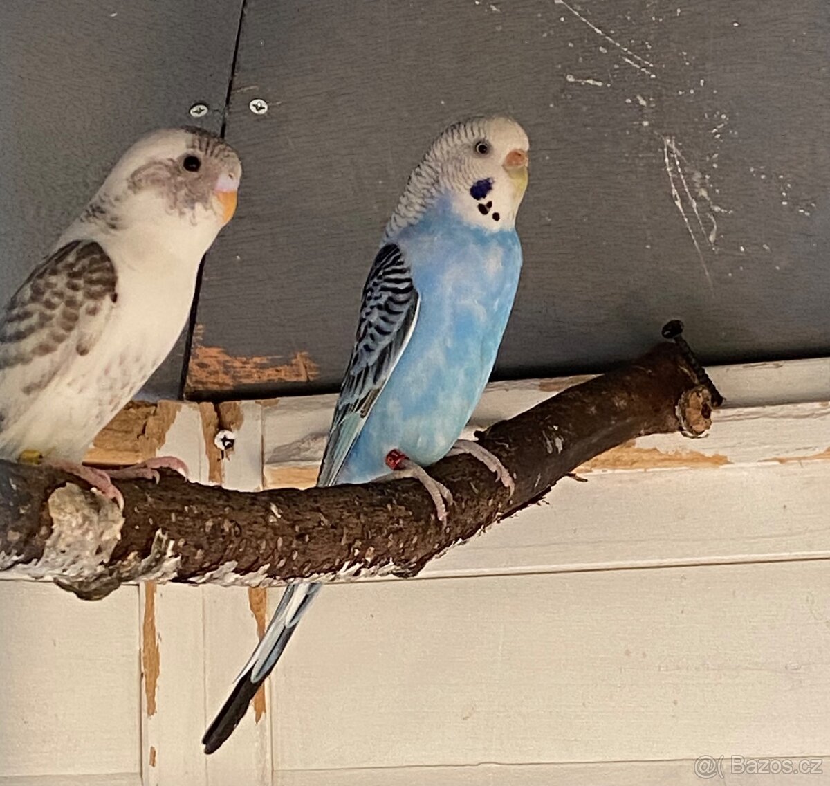 Blackwings andulka - 3