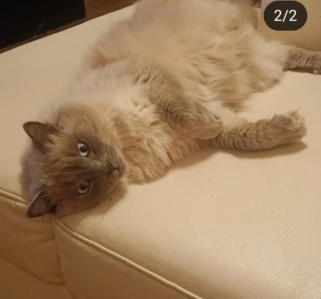 Daruji kocourka Ragdoll 7let do dobrých rukou - 3