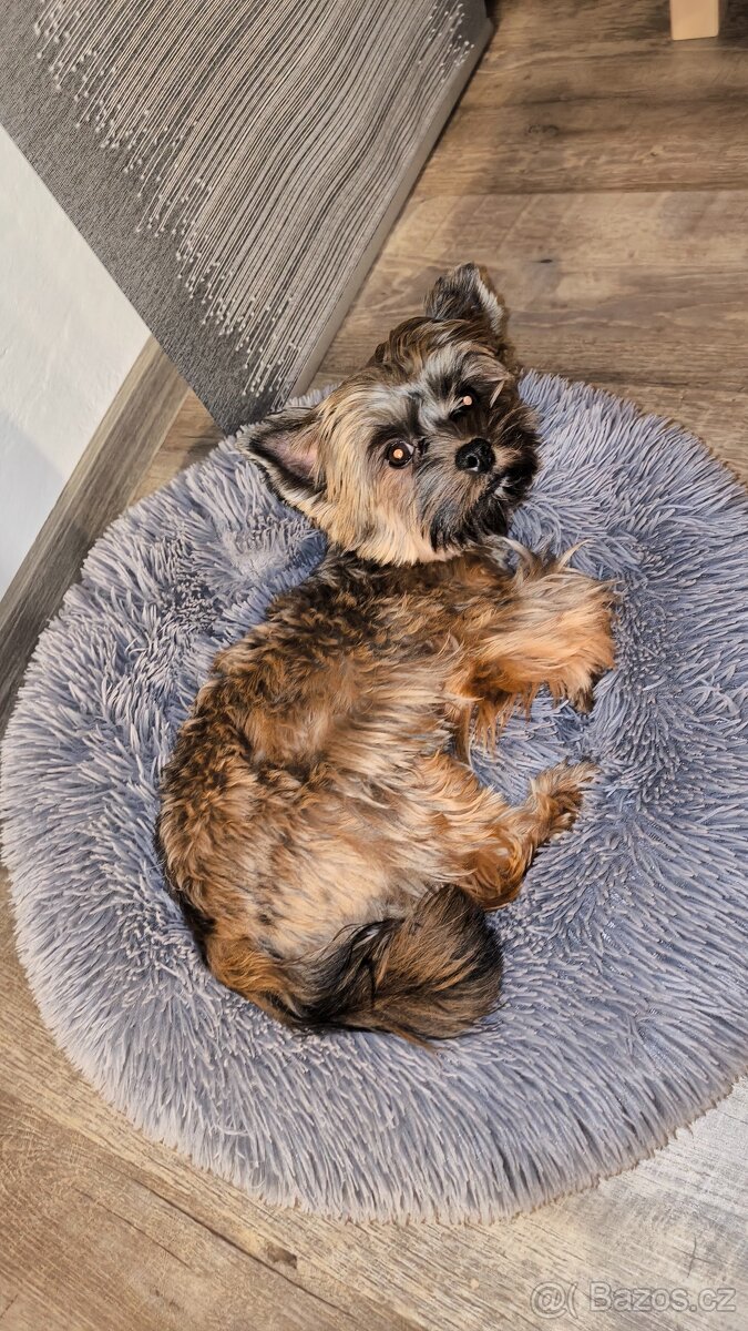 Nabízíme yorkšíra ke krytí - 3