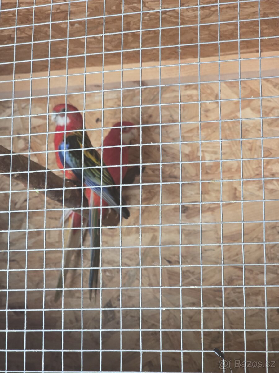 Rozela rubino a pestrá - 3