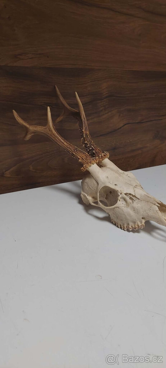 Srnčí paroží - 3