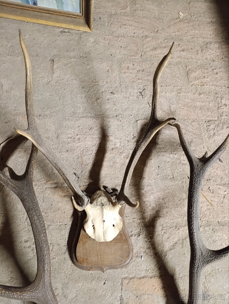 Myslivecké trofeje, paroží. - 3