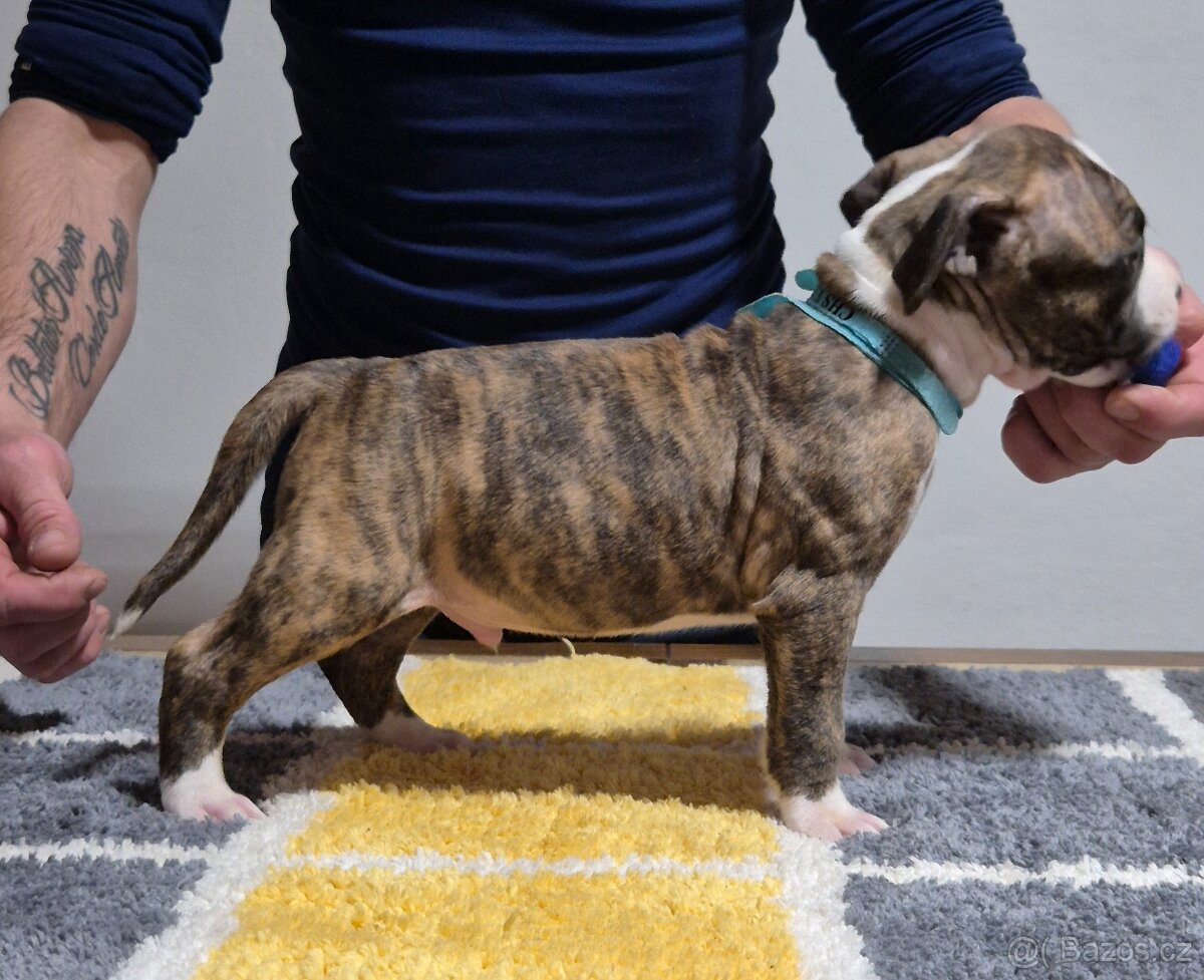 Americký stafordšírský teriér s PP - 3