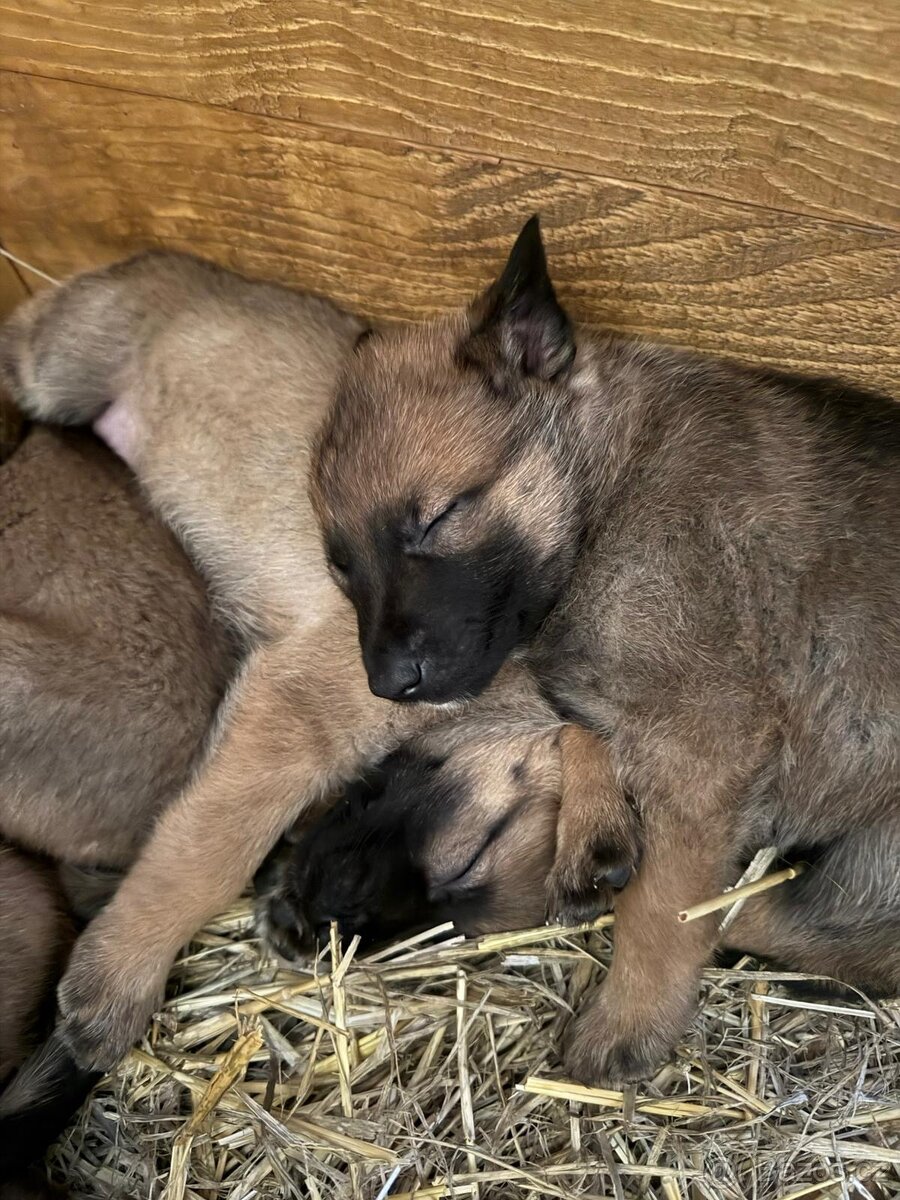 šteniatka kríženec nemecko-belgický ovčák (cross) - 3