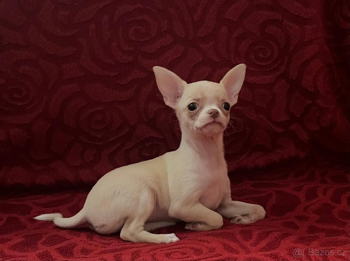 Čivava krátkosrstá s PP - 3