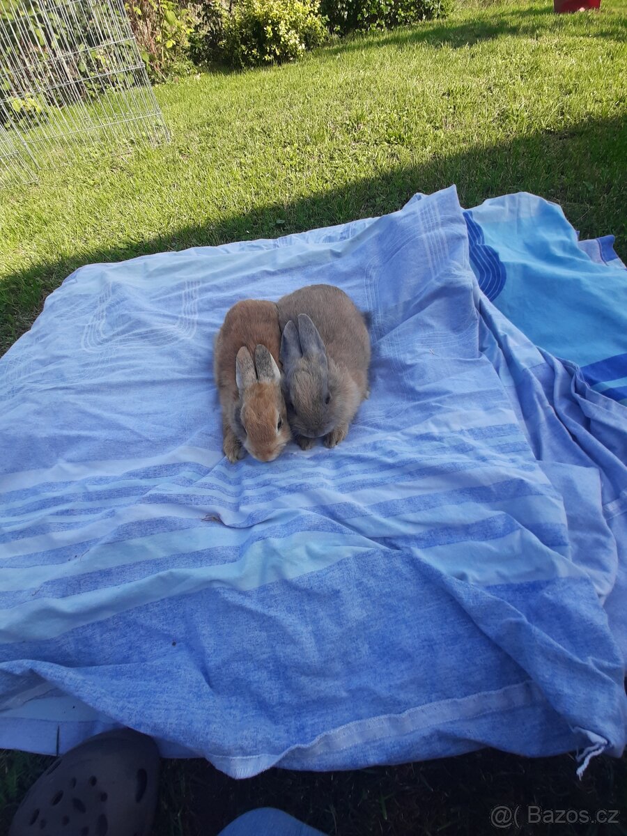 Kralicci králíci kraličACI - 3