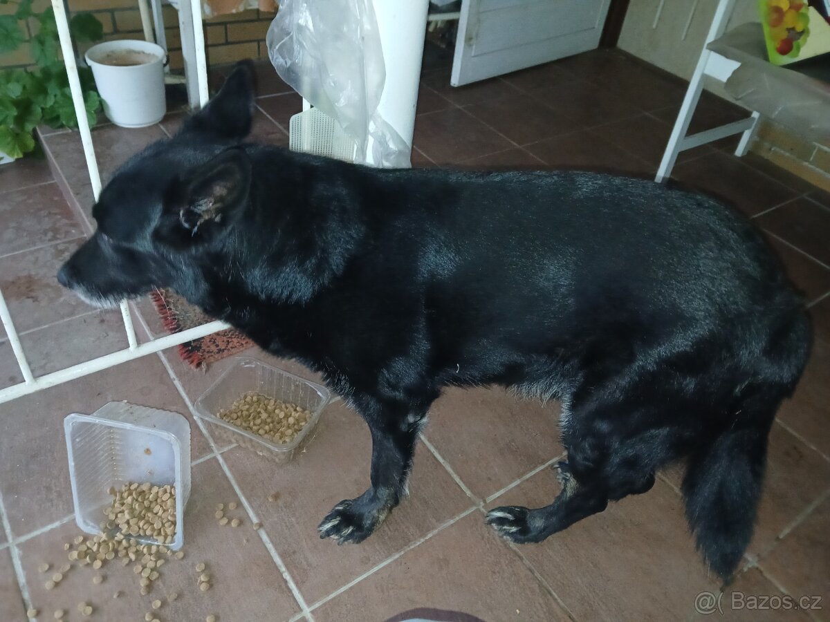 Kříženec německý vlčák - 3