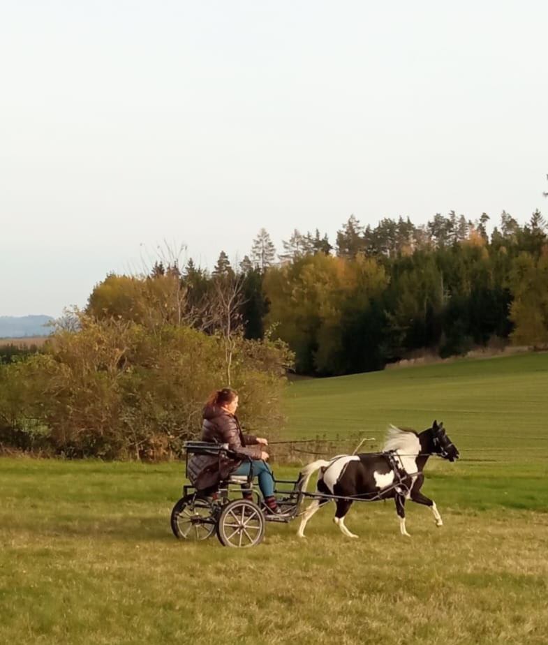Valach AMHR/ASPC- minihorse - 3